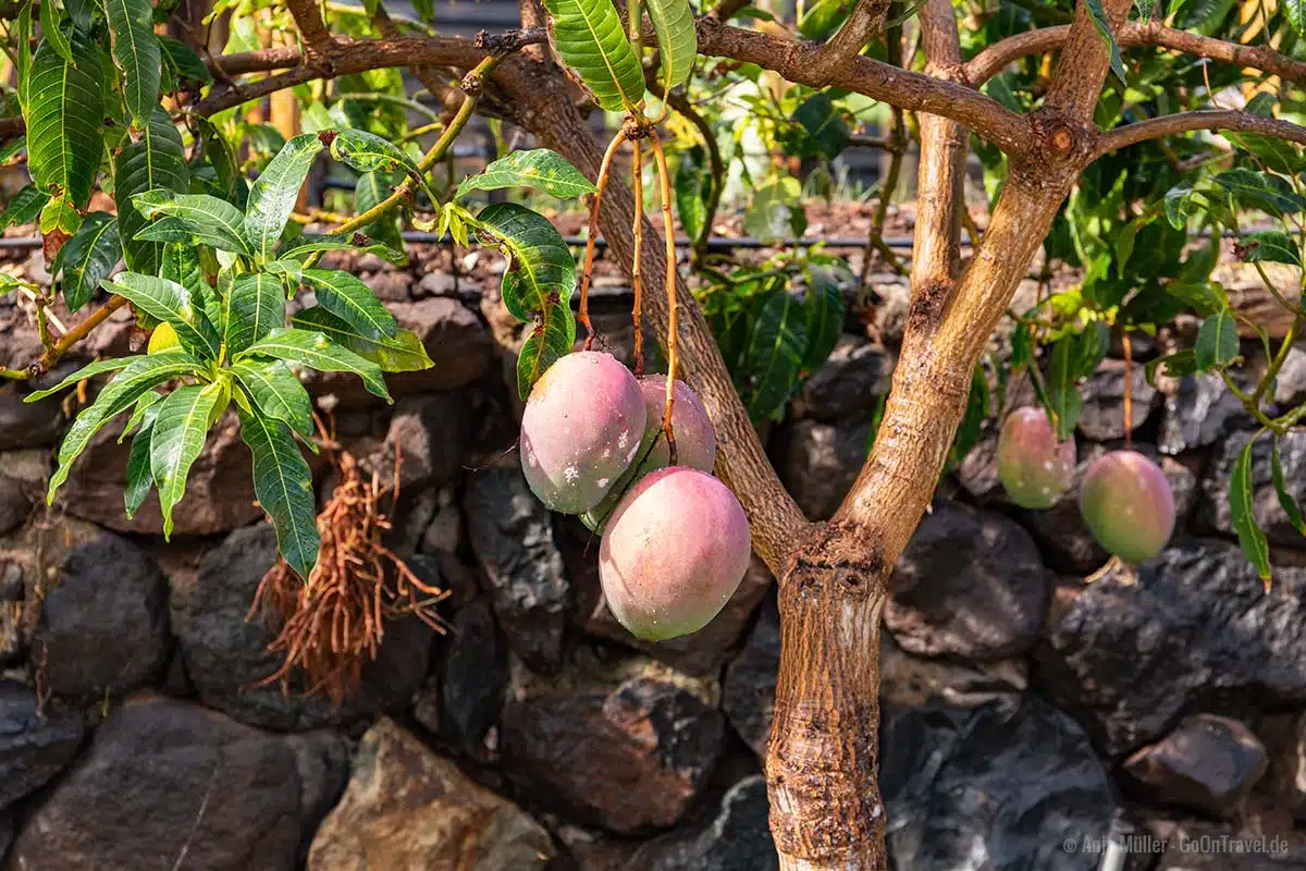 Obstgarten in Hermigua Obstgarten in Hermigua