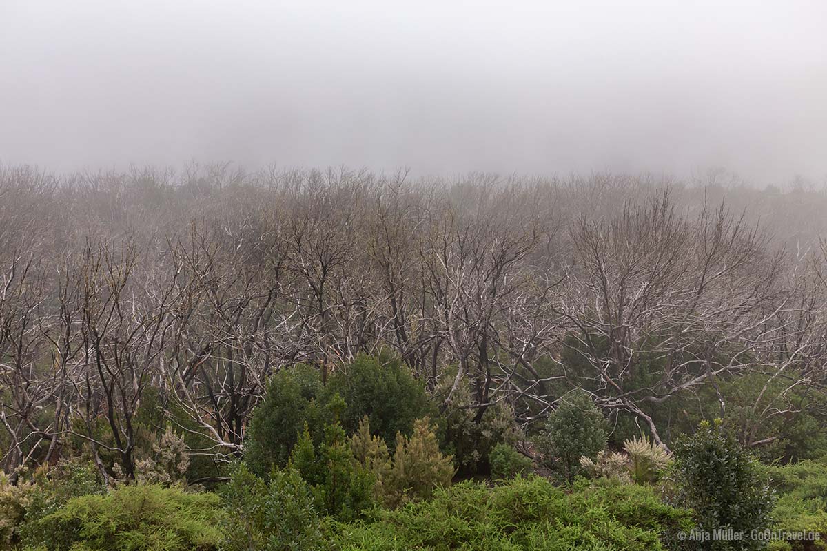 Aussichtspunkt bei Nebel