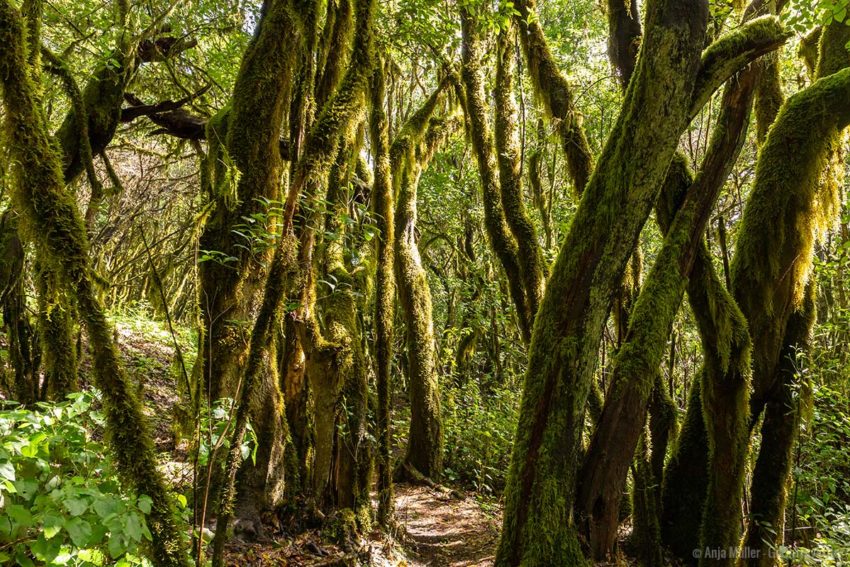 Nationalpark Garajonay auf La Gomera UNESCO Weltkulturerbe