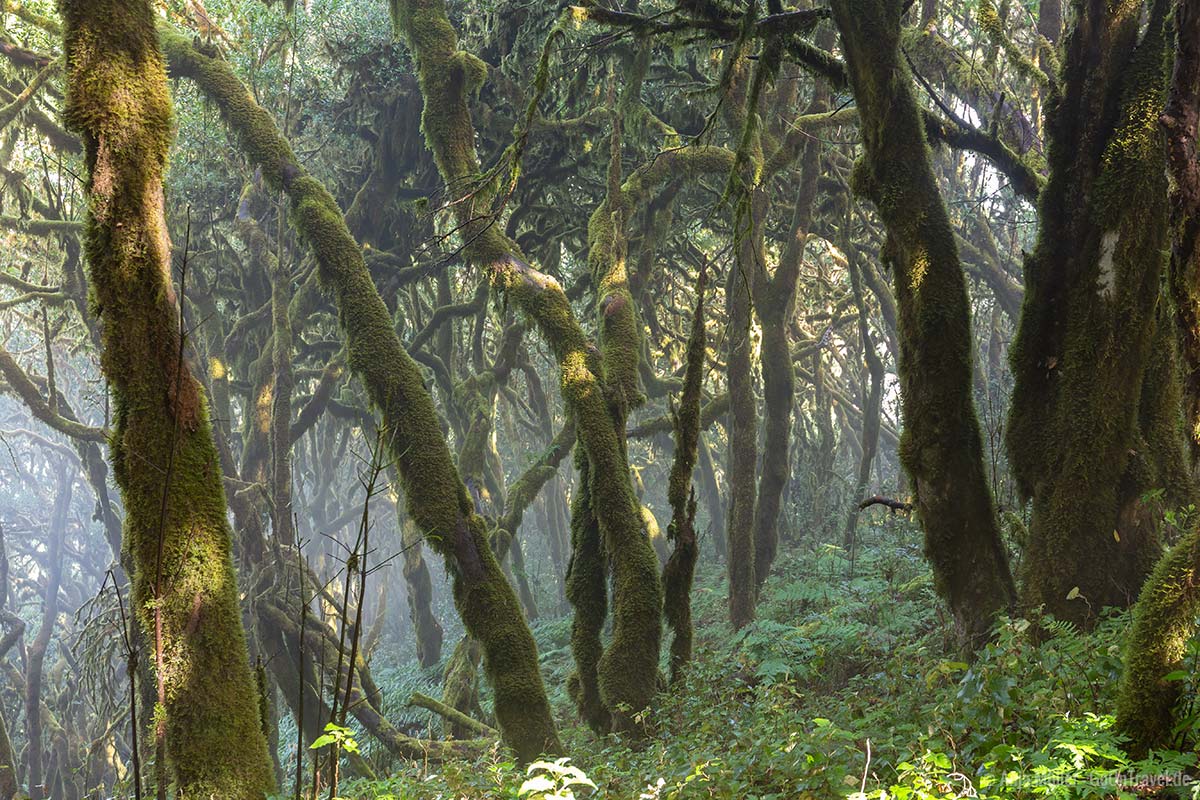 Bäume am Wanderweg Raso de la Bruma – Risquillos de Corgo