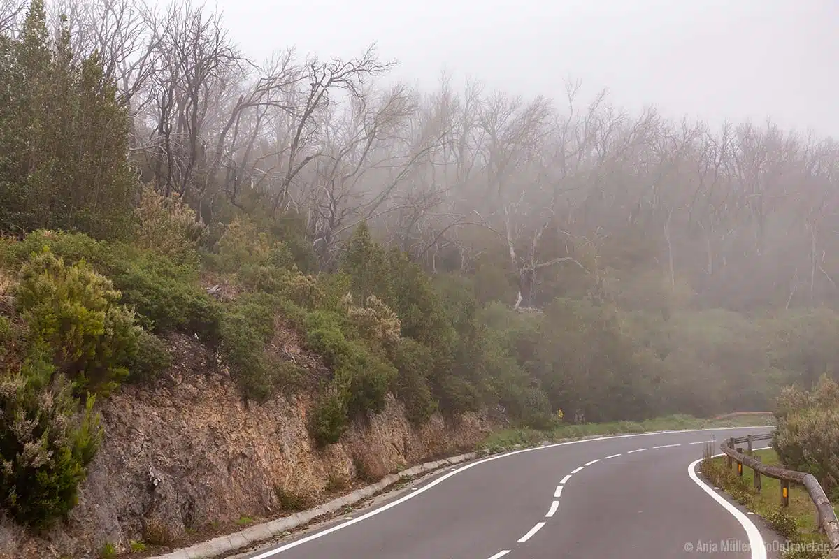 Straße bei Nebel im Nationalpark Garajonay