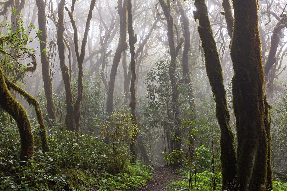 Nebel zieht durch den Nationalpark Garajonay