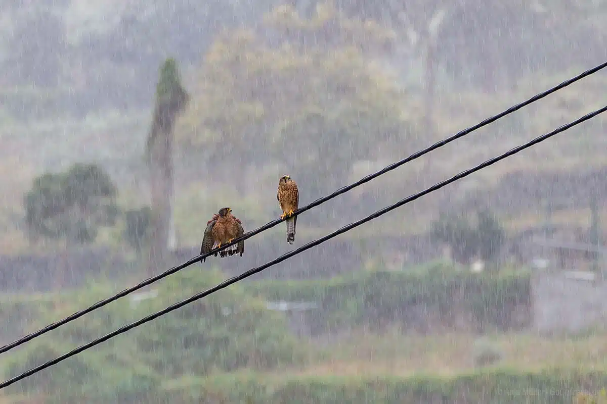 Regen auf La Gomera Regen auf La Gomera