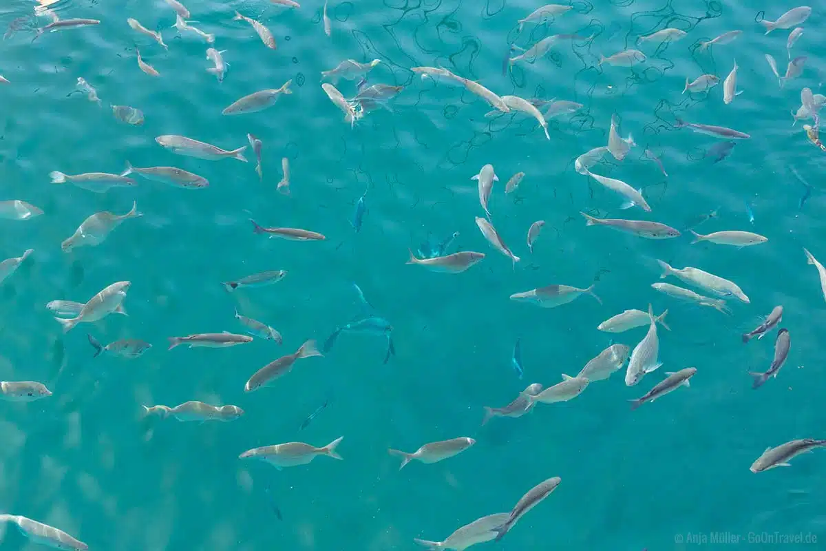 Fische im Hafenbecken Fische im Hafenbecken