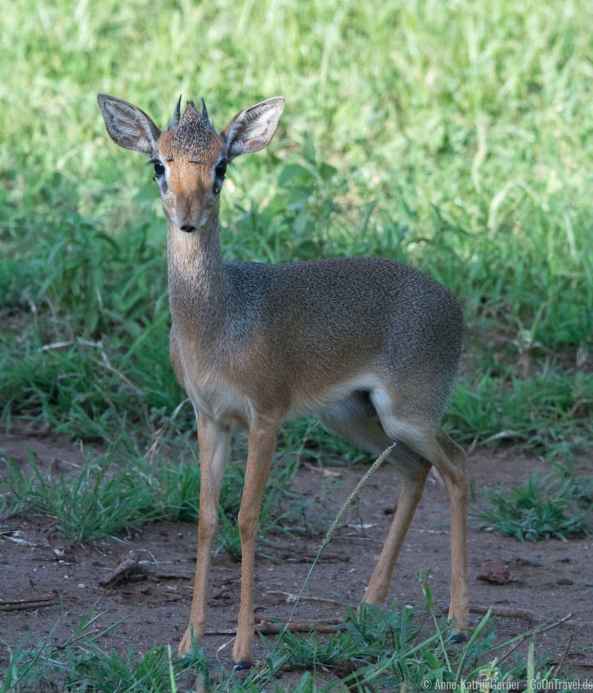 ein kleines scheues Dik-Dik ein kleines scheues Dik-Dik