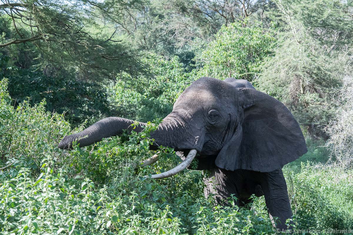 Elefant im Grundwasserwald im Lake Manyara Nationalpark in Tansania Elefant im Grundwasserwald im Lake Manyara Nationalpark in Tansania