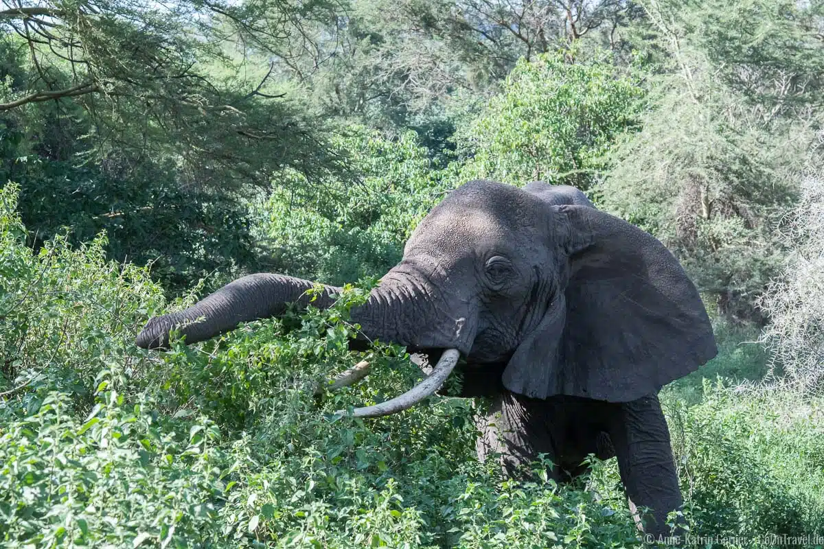 Elefant im Grundwasserwald im Lake Manyara Nationalpark in Tansania Elefant im Grundwasserwald im Lake Manyara Nationalpark in Tansania