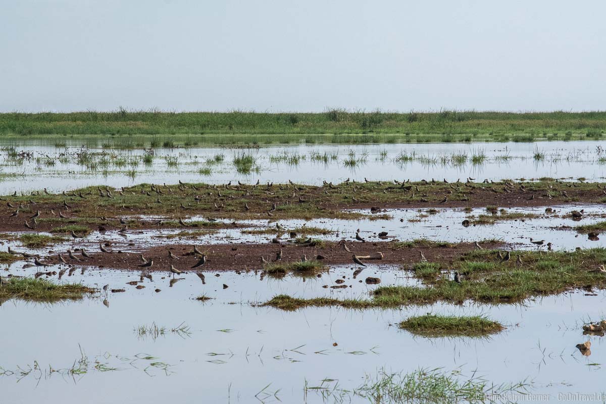 Der Lake Manyara ist ein Paradies für Vögel Der Lake Manyara ist ein Paradies für Vögel