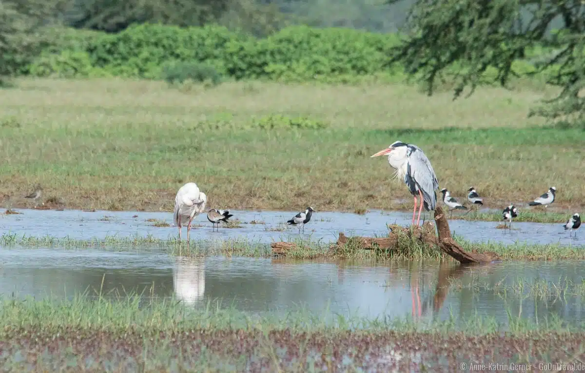Am Ufer des Lake Manyara Am Ufer des Lake Manyara