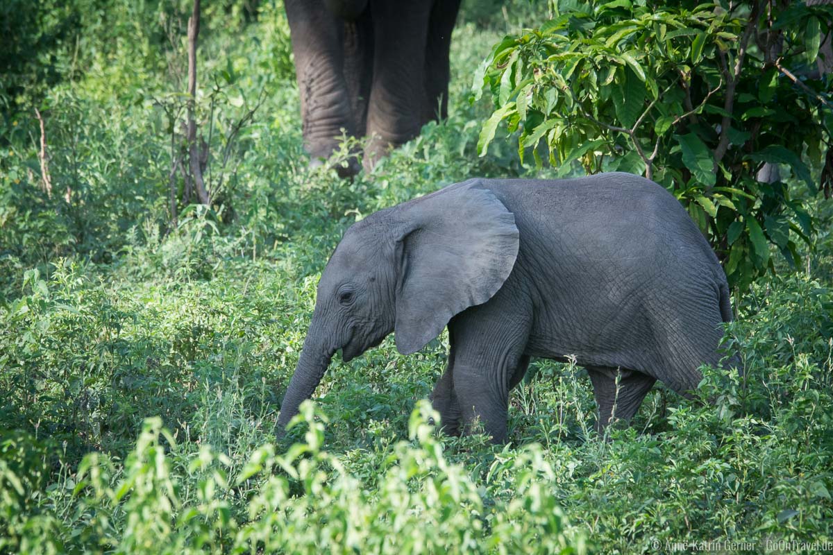 kleiner Elefant auf Futtersuche kleiner Elefant auf Futtersuche