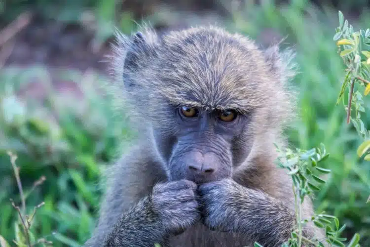 Lake Manyara Nationalpark Pavianbaby