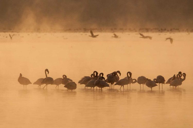 Lake Nakuru Flamingos