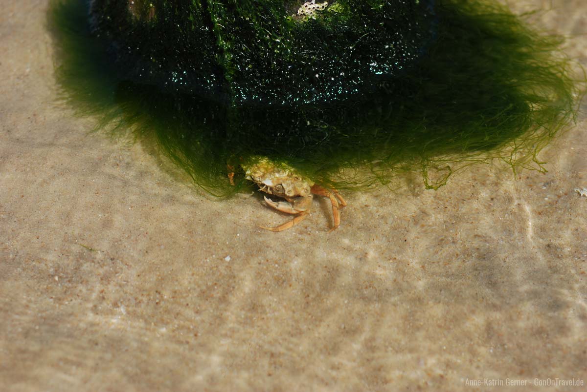 Strandkrabbe im Versteck Strandkrabbe im Versteck