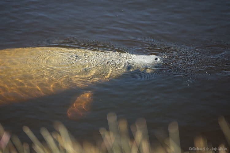 Ein Manatee beim Auftauchen.