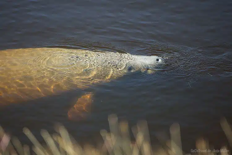 Ein Manatee beim Auftauchen. Ein Manatee beim Auftauchen.