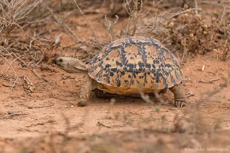 Die Pantherschildkröte erkennt man gut an ihrem markanten Panzer und den stacheligen Vorderbeinen. Die Pantherschildkröte erkennt man gut an ihrem markanten Panzer und den stacheligen Vorderbeinen.
