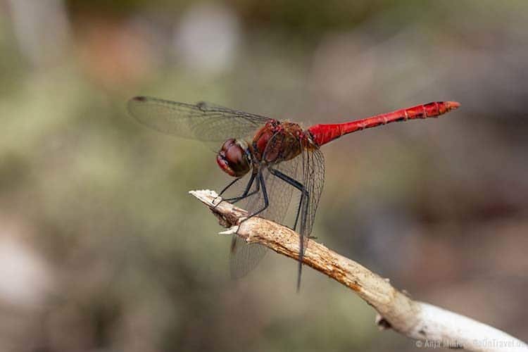 Rote Libelle Rote Libelle