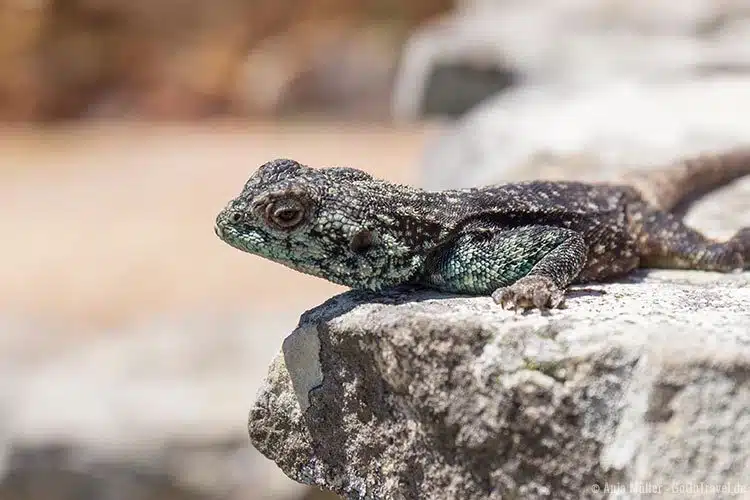 Ein Lizard am Kap der guten Hoffnung Ein Lizard am Kap der guten Hoffnung