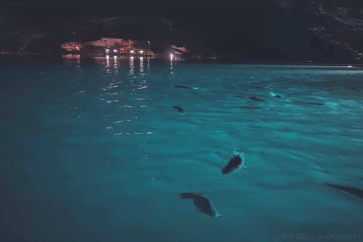 Fische im Lost Sea Fische im Lost Sea