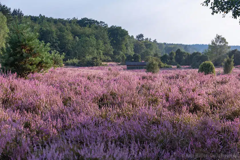 Lüneburger Heide Lüneburger Heide