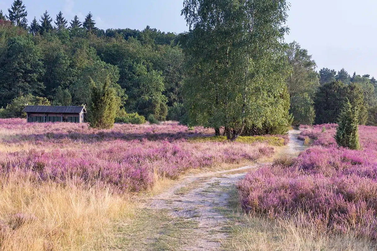 Wanderweg in der Lüneberger Heide Wanderweg in der Lüneberger Heide