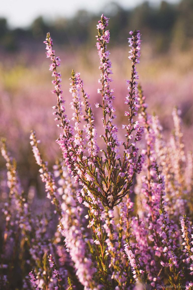 Wann die Lüneburger Heide am schönsten ist zur Heideblüte