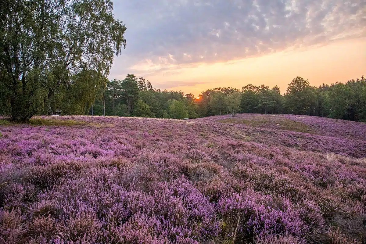 Sonnenaufgang in der Lüneburger Heide Sonnenaufgang in der Lüneburger Heide