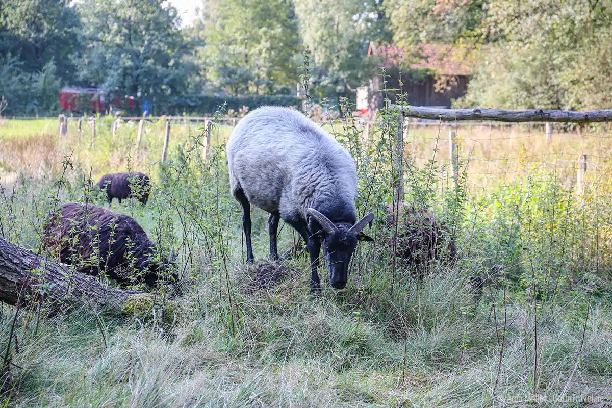 Die Heidschnucke ziert auch das Wappen der Lüneburger Heide Die Heidschnucke ziert auch das Wappen der Lüneburger Heide