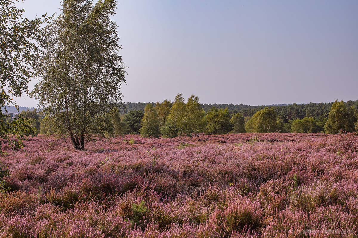 Blühende Heide