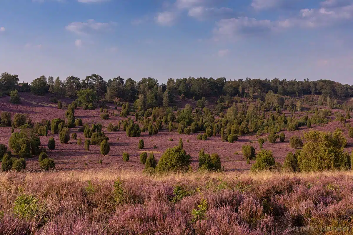 Sehenswürdigkeit in der Lüneburger Heide: Totengrund Sehenswürdigkeit in der Lüneburger Heide: Totengrund