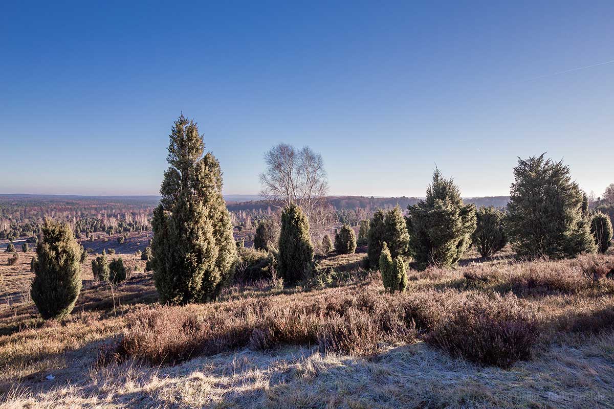 Frostige Lüneburger Heide