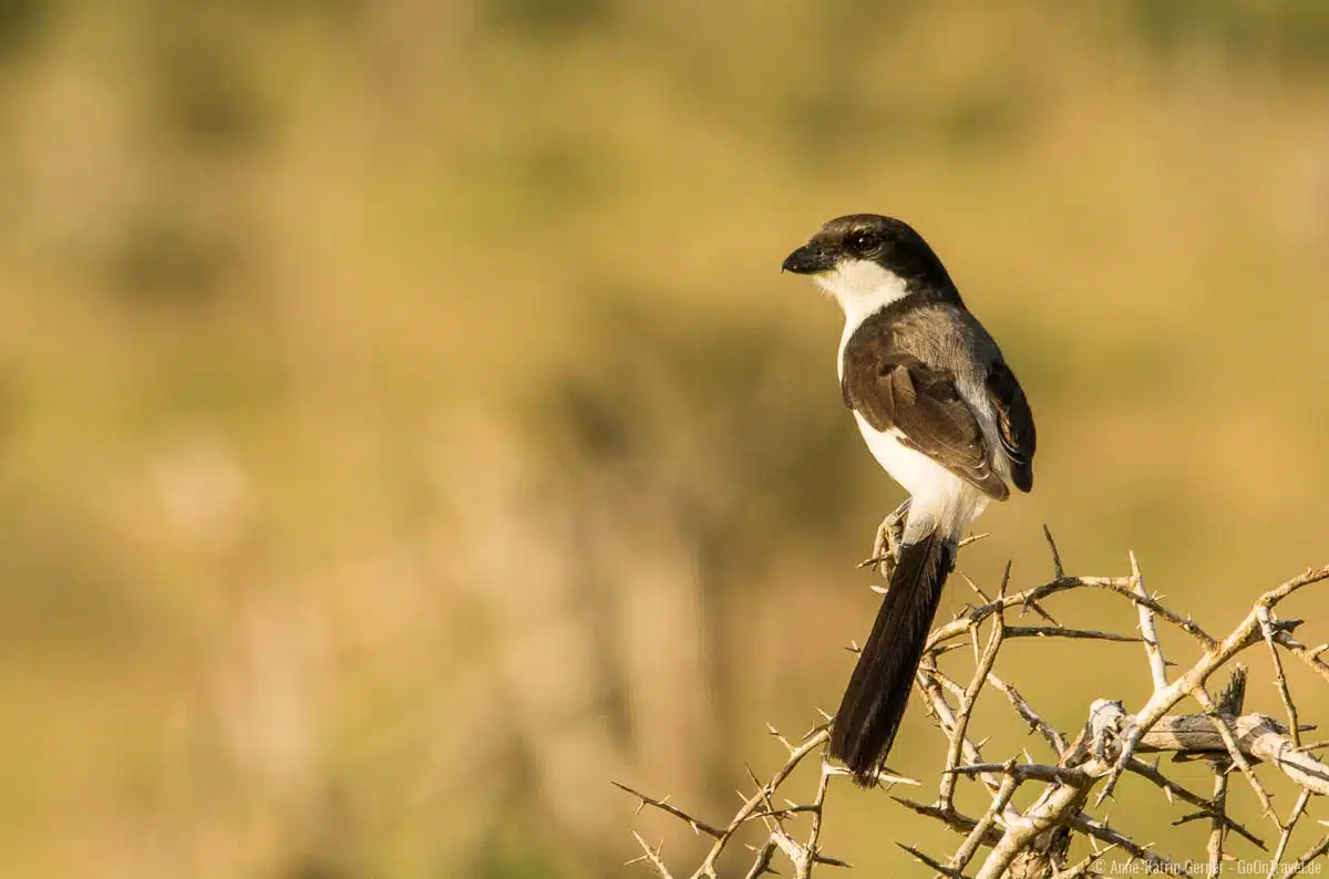 viele unterschiedliche Vogelarten lassen sich in LUMO beobachten viele unterschiedliche Vogelarten lassen sich in LUMO beobachten