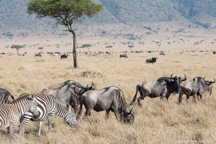 Zebras und Gnus in der Maasai Mara/Kenia