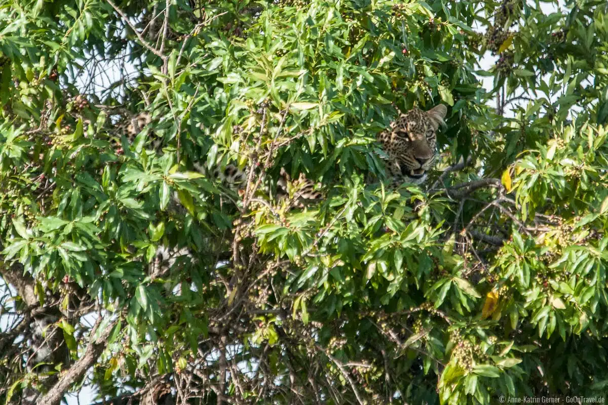 Leopard im Baum in der Maasai Mara