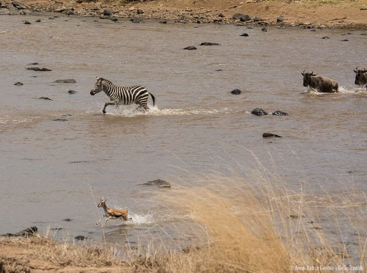 Zebras, Thompson Gazellen und Gnus beim "River crossing"