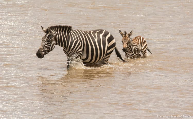 Zebrafamilie bei der Flussüberquerung