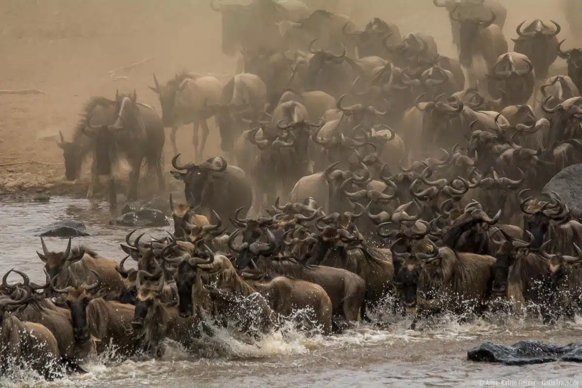 Die große Tierwanderung findet von Juli bis Oktober in der Maasai Mara statt