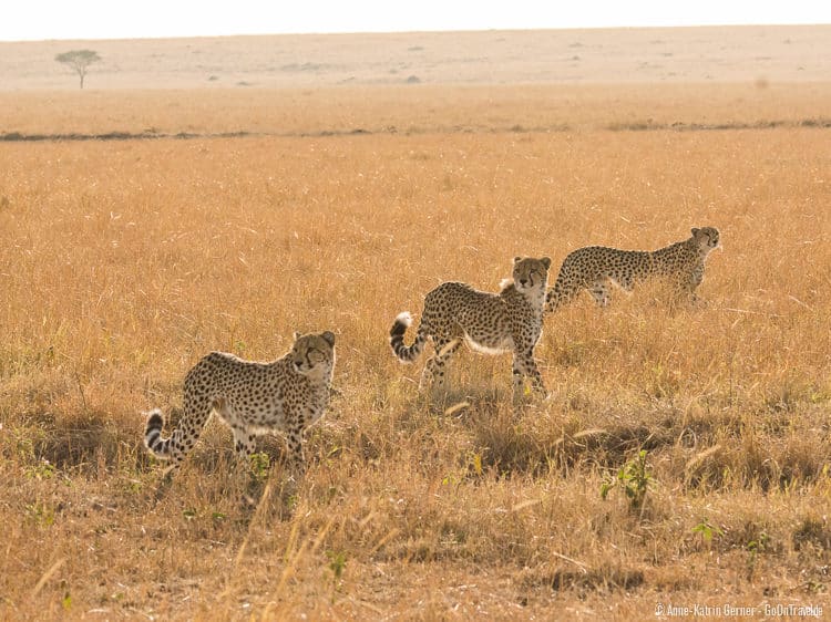 Geparden in der Maasai Mara