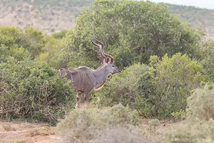 Ein männliches Kudo im Addo Elephant Park. Ein männliches Kudo im Addo Elephant Park.