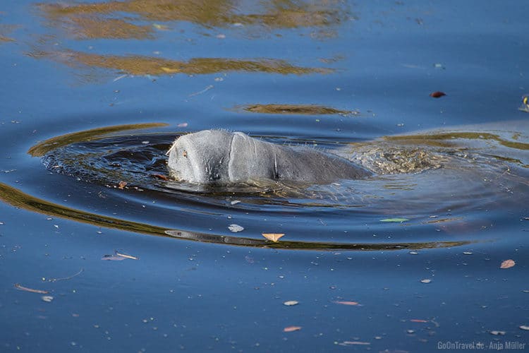 Nur die Schnauze eines Manatees auf Futtersuche.