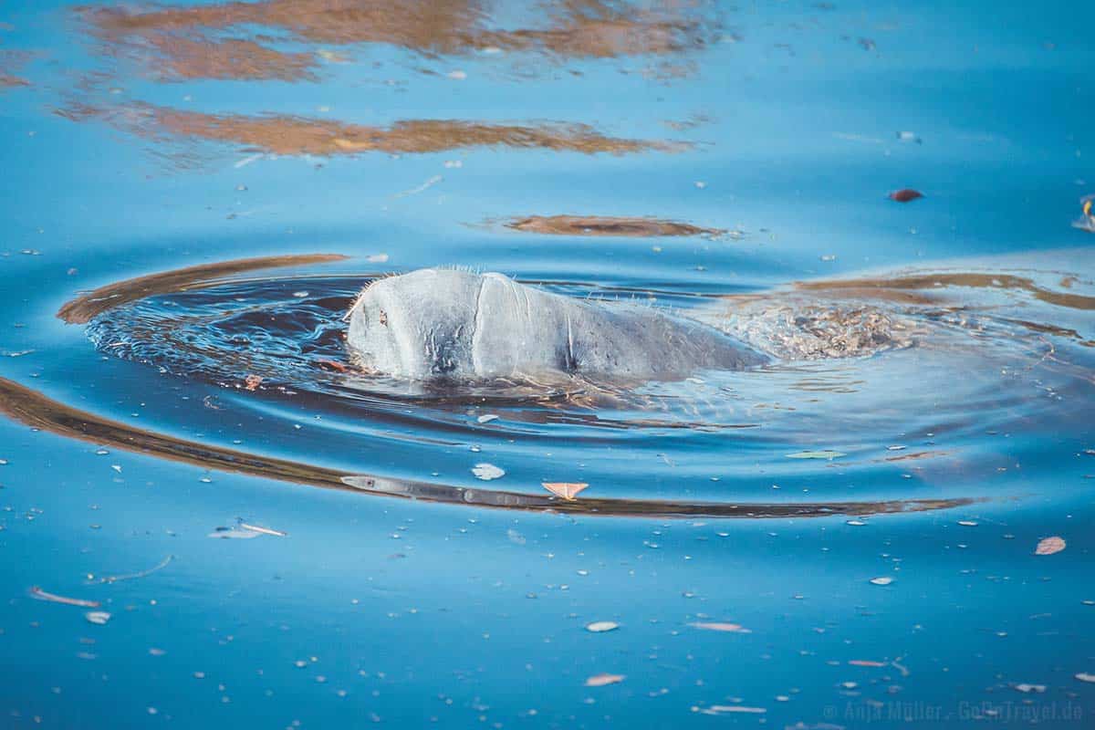 Ein Manatee im Manatee Park bei Ft. Myers