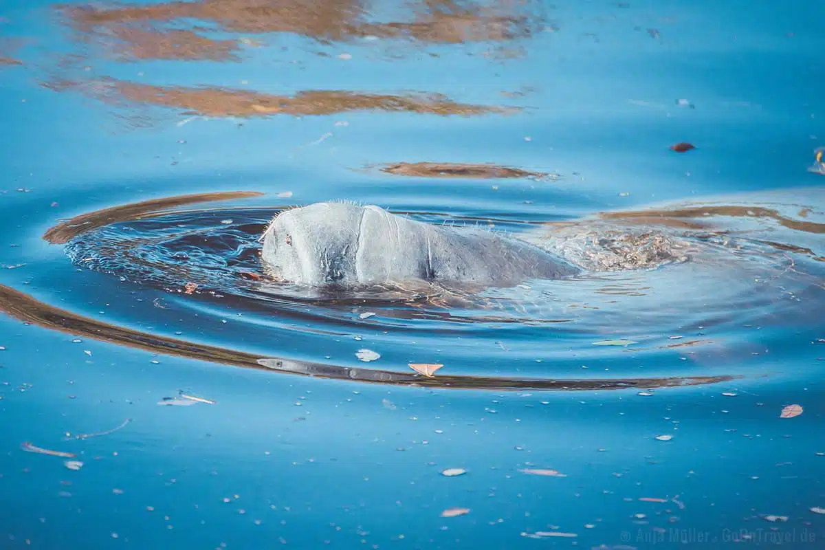 Ein Manatee im Manatee Park bei Ft. Myers Ein Manatee im Manatee Park bei Ft. Myers