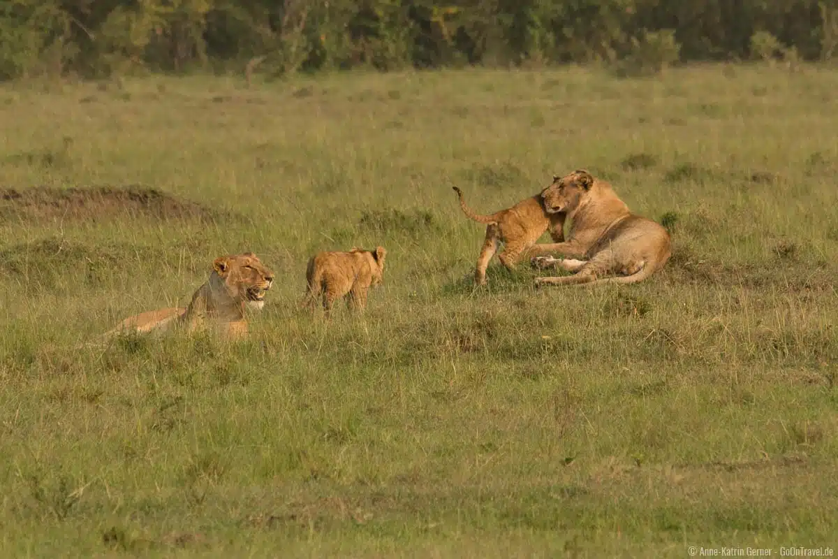 Löwenrudel im Mara Triangle