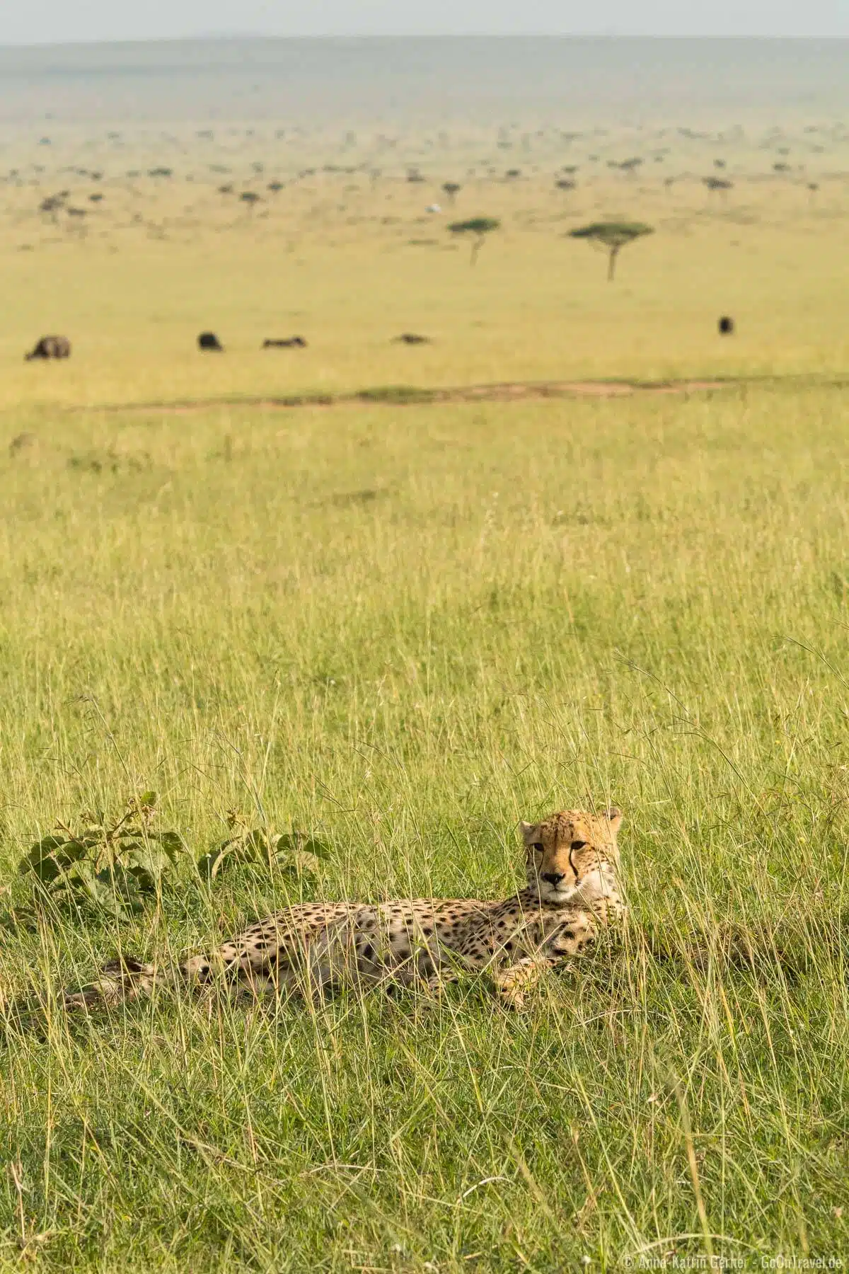Die schnellste Raubkatze der Welt - Gepard in den Ebenen der Mara