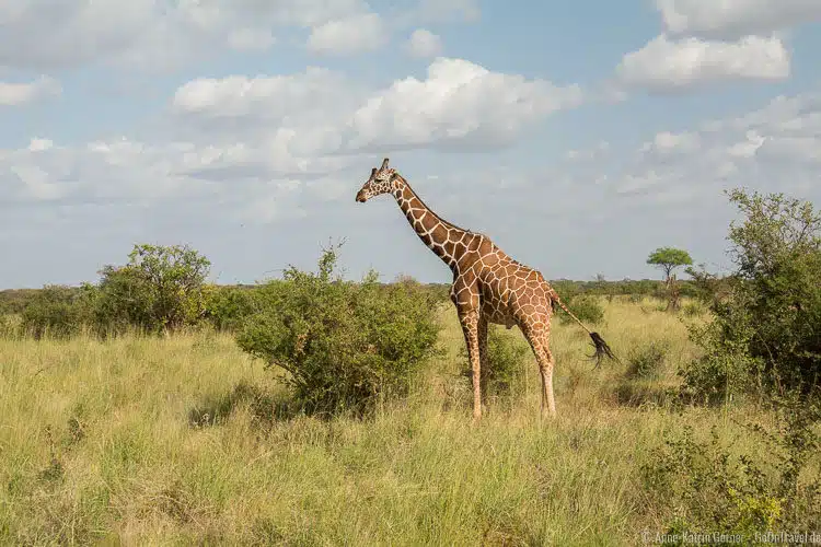 eine Netzgiraffe im Meru NP eine Netzgiraffe im Meru NP