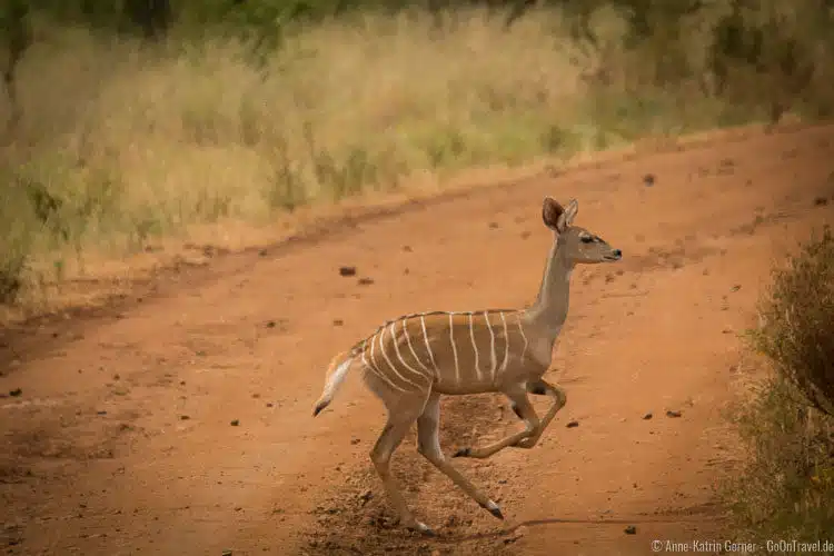 der scheue Kleine Kudu im Meru NP