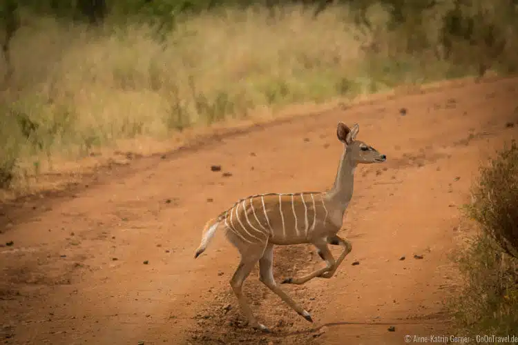 der scheue Kleine Kudu im Meru NP der scheue Kleine Kudu im Meru NP