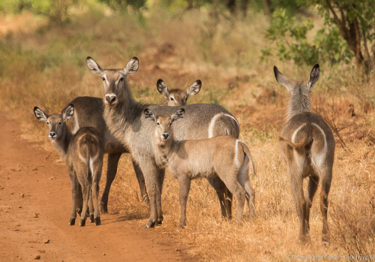 Familie Wasserbock kreuzt den Weg