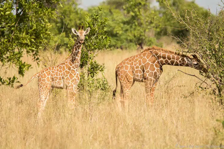 kleine Netzgiraffen kleine Netzgiraffen