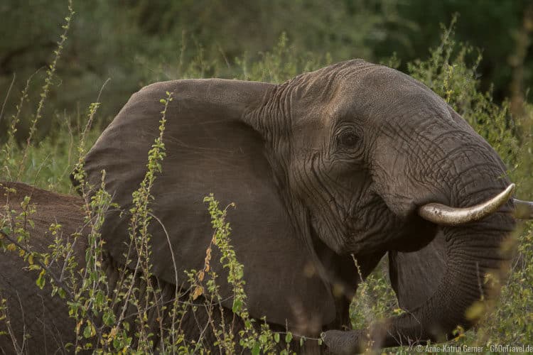 Elefant beim Fressen